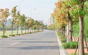 四川511分考生都可以填报哪些大学？ 2024年录取最低分511的大学