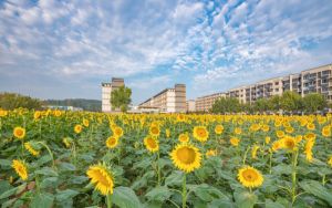 重庆高考多少分能上浙江万里学院？附2022-2024年最低录取分数线